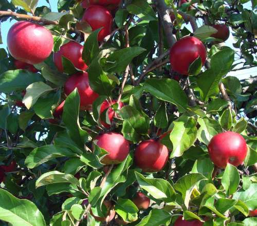 Apples Bright Red Tree Nature Leaves