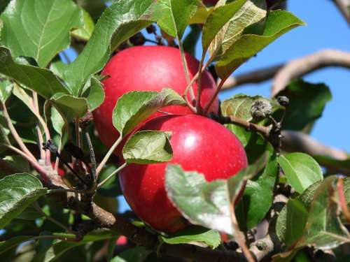 Apples Farm Michigan Close-Up Nature Fruit