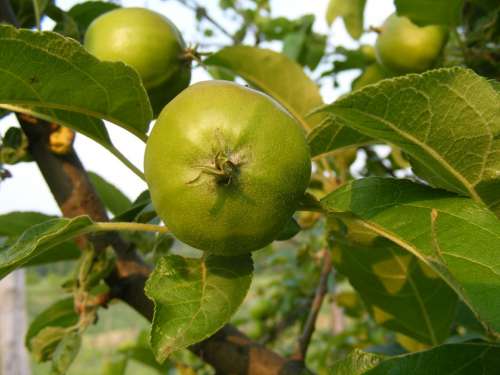 Apples Branch Green Leaves Fruit Health