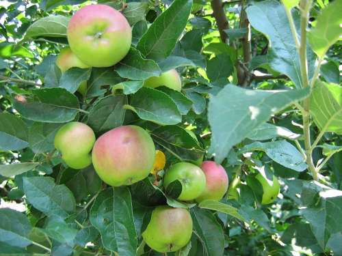 Apples Fruit Apple Tree Summer Organic Healthy