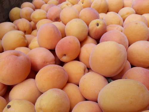 Apricot Fruit Health Healthy Juicy Food Sweet