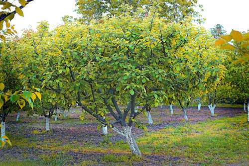 Apricot Tree Plant Spring Agriculture Co