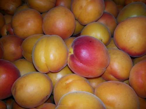 Apricots Apricot Delicious Fruit Cot Healthy