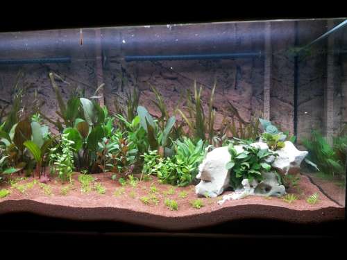 Aquarium Aquatic Plants Terrarium