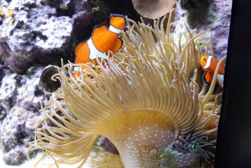 Aquarium Anemonefish Clown Fish Nemo Animal Ocean