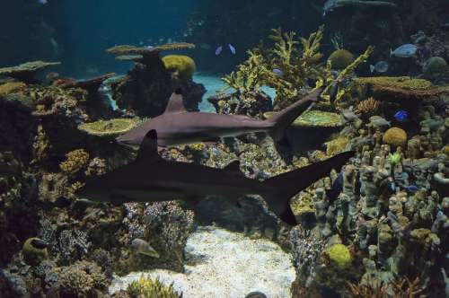 Aquarium Fish Reef Coral Underwater Aquatic