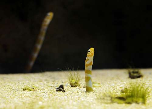 Aquarium Worm Fish Meeresbewohner Marine Life