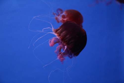 Aquarium Jellyfish Sea