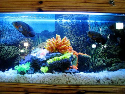 Aquarium Fish Tank Fish Water