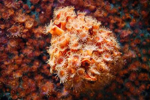 Aquarium Reef Anemone Sea Ocean Water