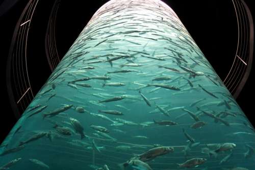 Aquarium Fish Underwater World Meeresbewohner
