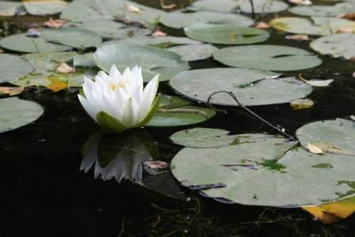Aquatic Plant Flower Water Lily White Pond