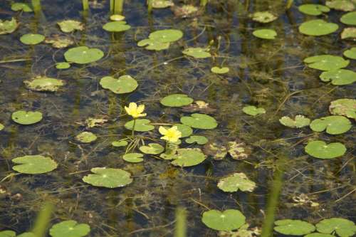 Aquatic Plants Water Lilies Lily Pad Fouling Bloom