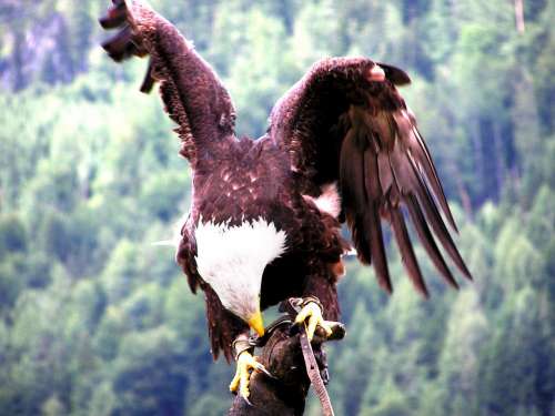 Aquila Raptor Bird Of Prey Feathers