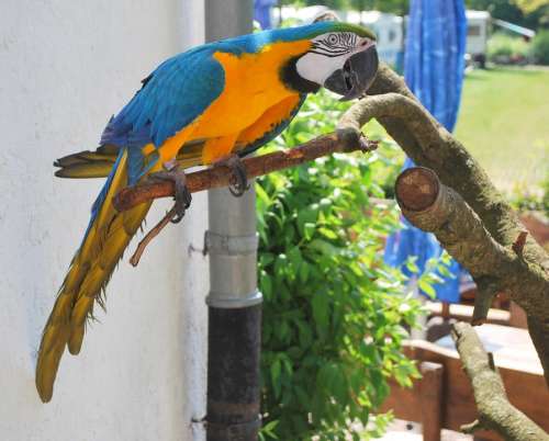 Ara Colorful Bird Parrot Feather Log Animal Bill