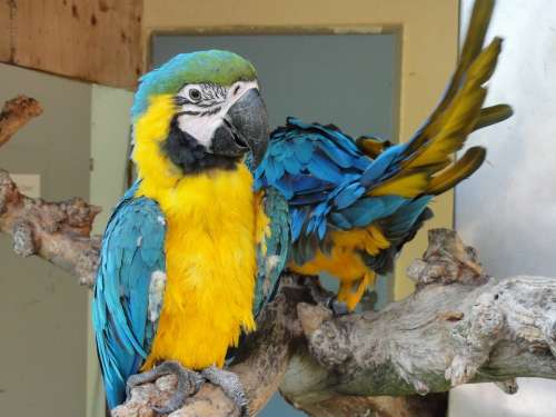 Ara Parrot Bird Yellow Blue