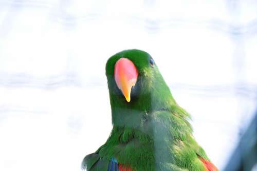 Ara Parrot Bird Head Bill Plumage Oblique Green