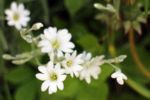 Arable Hornwort Caryophyllaceae White Blossom Bloom