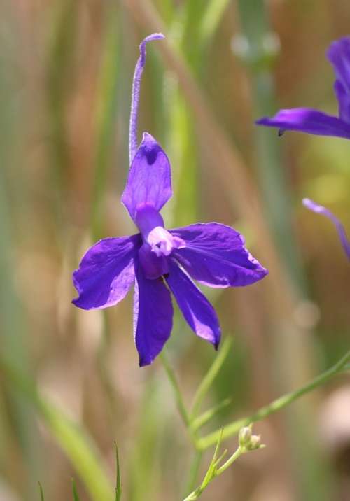 Arable Larkspur Field Flower Blossom Bloom Violet