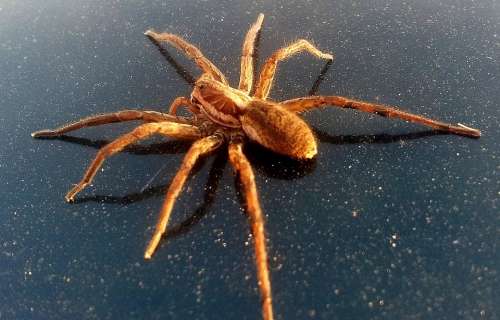 Arachnids Araneae Arthropoda Big Giant Spider