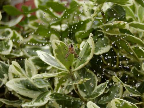 Araneus Spider Cobweb Close Up Nature Dew Web