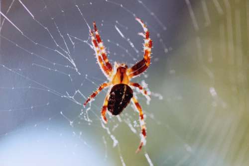 Araneus Cobweb Spider True Orb Weaver Spin