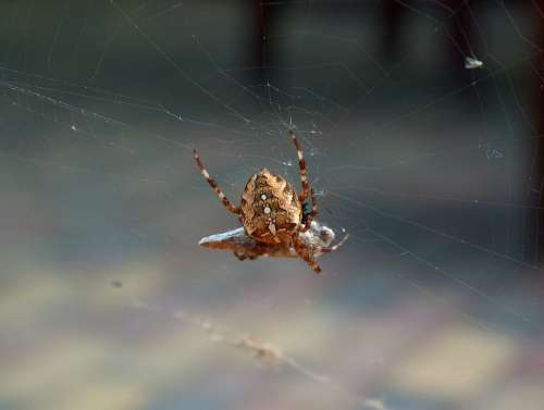 Araneus Spider Nature Cobweb Insect Web Arachnid