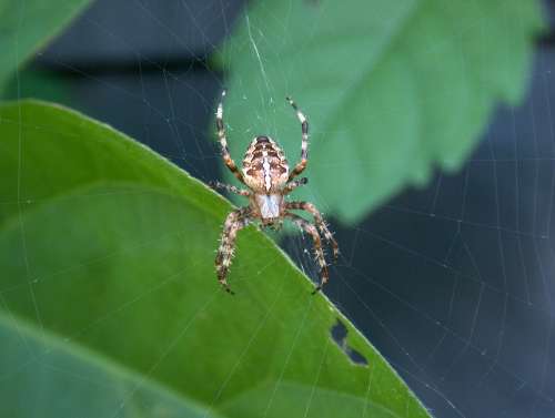 Araneus Spider Nature Cobweb Arachnid Web Insect