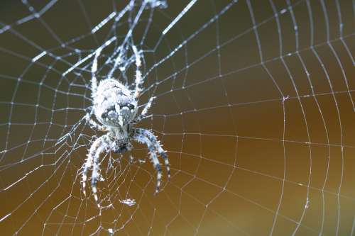 Araneus Spider Web Cobweb Lurking Close Up Macro