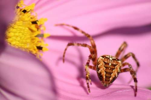 Araneus Spider Flower Blossom Bloom Pink Flower