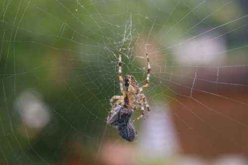 Araneus Fly Spider Network Eat Prey Autumn Nature