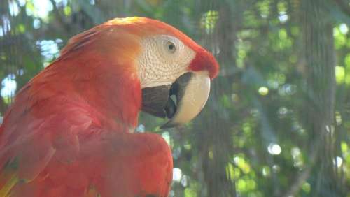 Arara Bird Animal Nature Forest Red