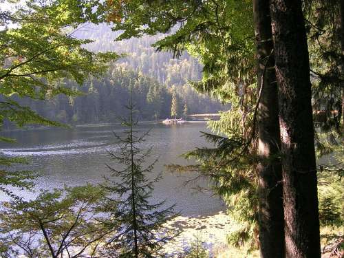 Arbersee Nature Bergsee Rest Landscape