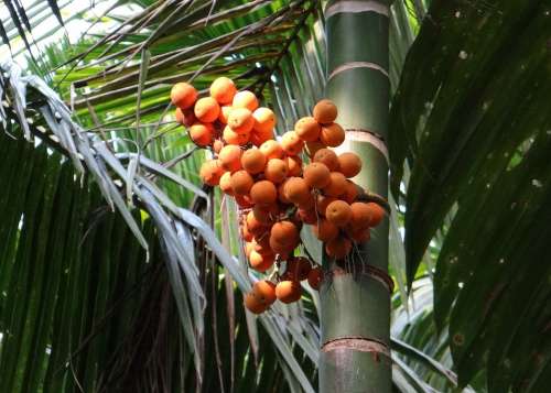 Arecanut Betelnut Nut Palm Nut Areca Palm Tree