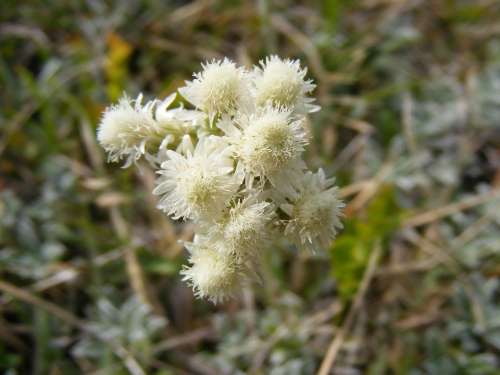 Arenarium Flowers Gnaphalium Green Helichrysum