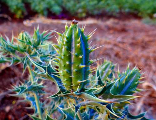 Argemone Mexicana Seed Pod Mexican Prickly Poppy