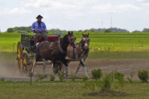 Argentina Gaucho Horses Plain Field Landscape