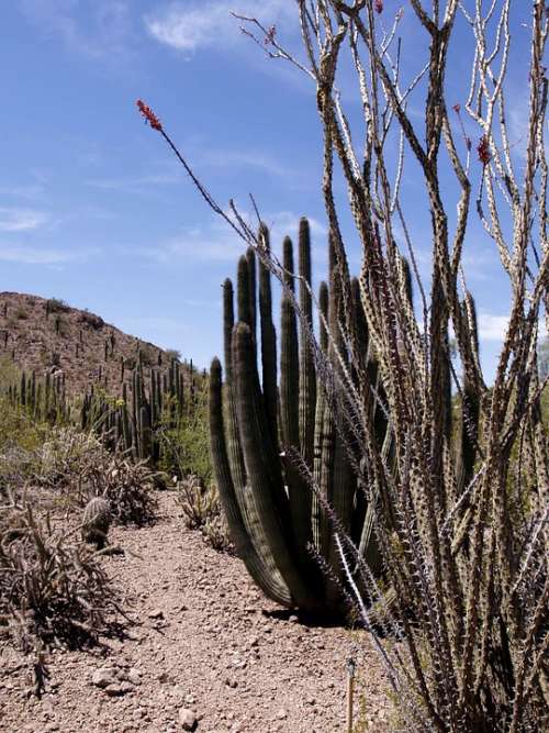 Arizona Desert Cactus Plant Landscape Scenery Hot
