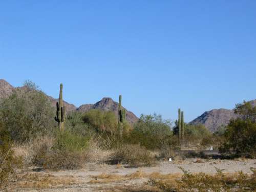 Arizona Cactuses Daytime Arid Mountains Landscape
