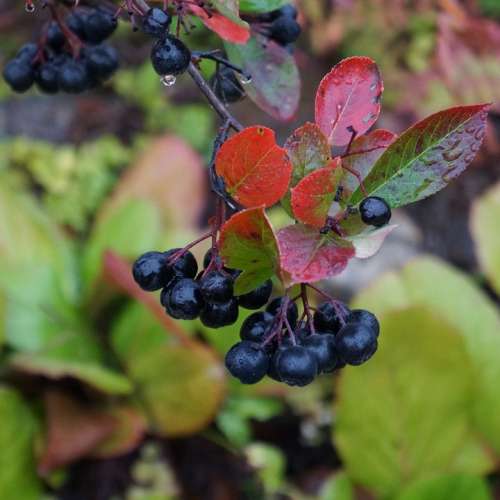 Aronia Aronia Berries Are Black Berries Ripe Berries