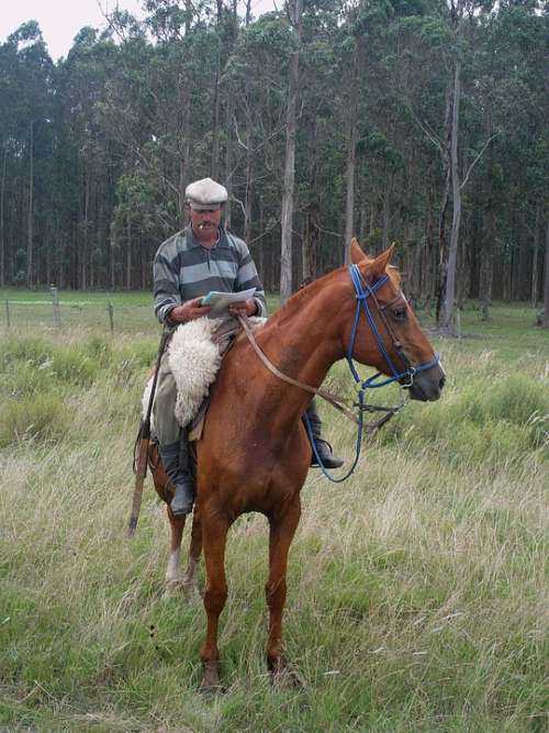 Arriero Uruguay Paisano Rider Field