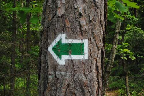 Arrow Hiking Trail Tree Forest Konary The Path