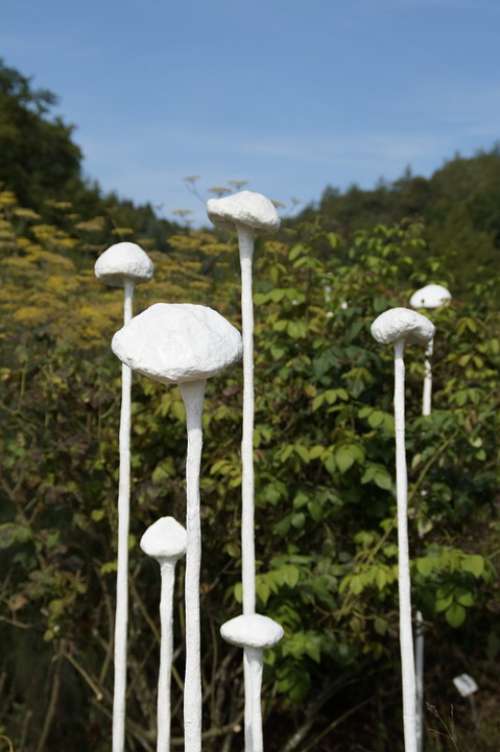 Art Mushrooms White Dummy