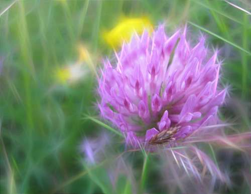 Art Flower Wild Blossom Blooming Plant Petals