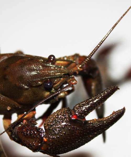 Arthropoda Astacus Close-Up Crayfish Crustacea