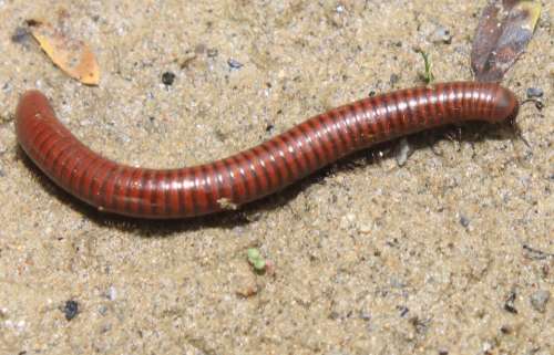 Arthropods Cyanide Hydrogen Millipedes Myriapoda