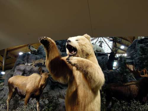 Artic Bear Polar Bear Bear Animals Models Exhibit