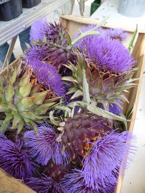 Artichoke Flower Violet Basket Provence