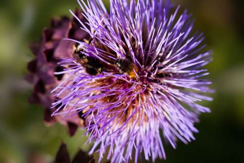 Artichoke Blossom Bloom Cynara Cardunculus