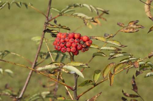 Ash Berries Plant Tree Branch Leaves Red